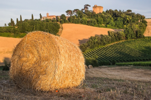 oriolo